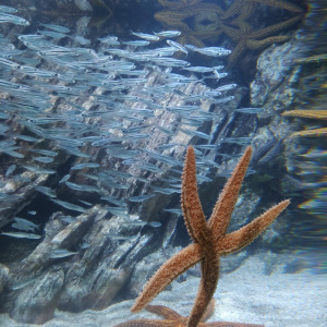 13-Aquarium